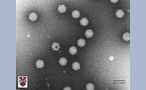 Conventional adenovirus, 250000