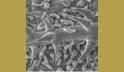 sunflower_leaf_2_001, x200