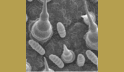 sunflower_leaf_2_002, x500